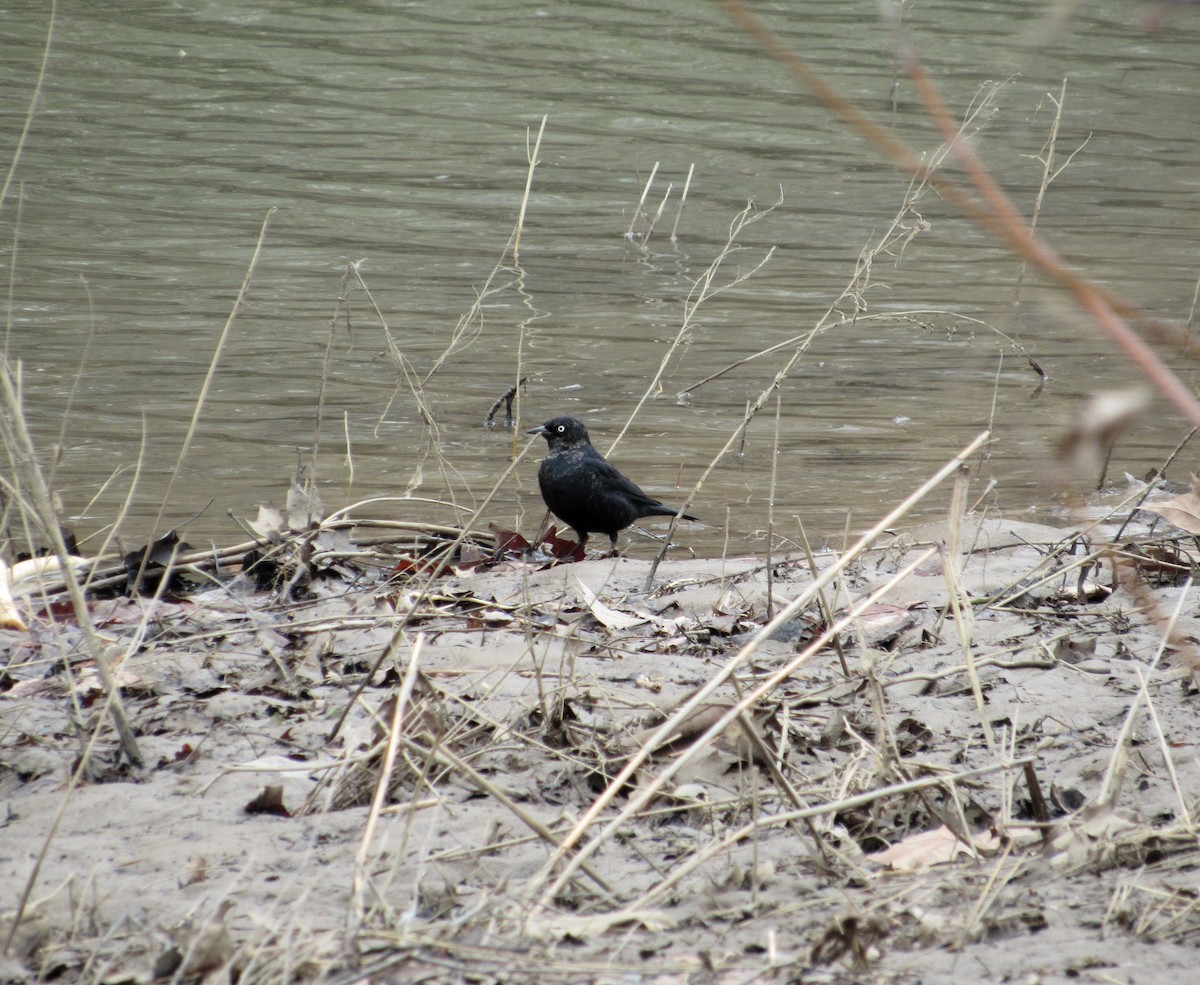 Rusty Blackbird - ML631571823