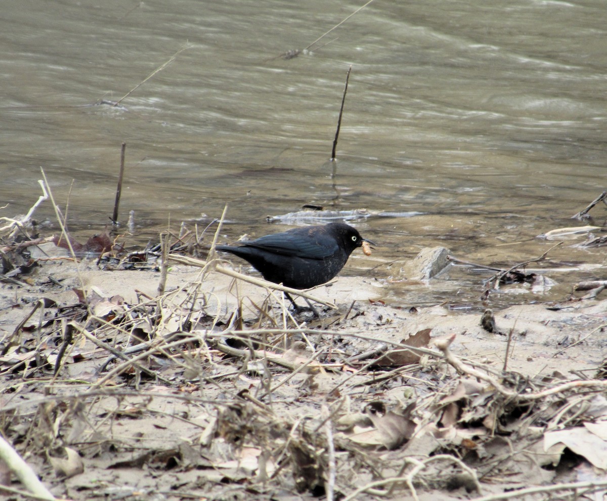 Rusty Blackbird - ML631571824
