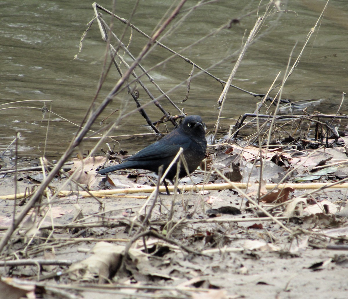 Rusty Blackbird - ML631571825