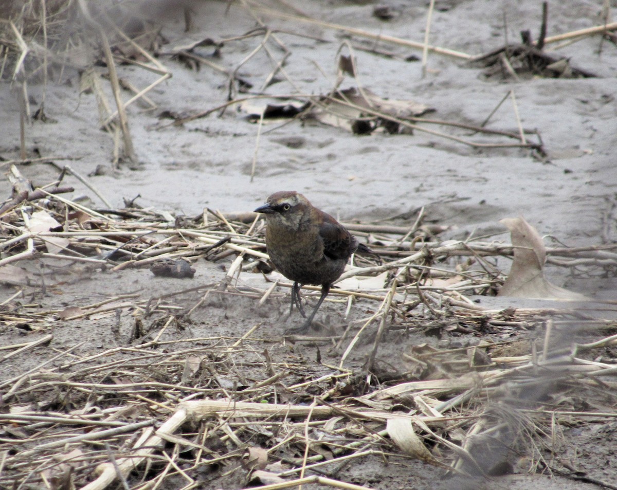 Rusty Blackbird - ML631571827