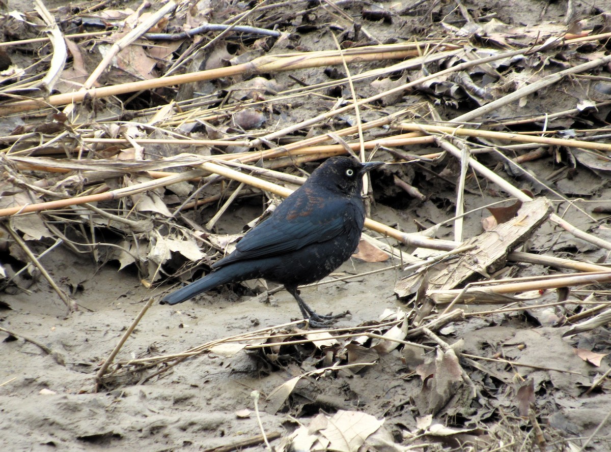 Rusty Blackbird - ML631571832