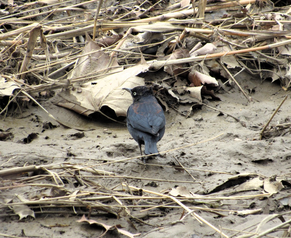 Rusty Blackbird - ML631571833