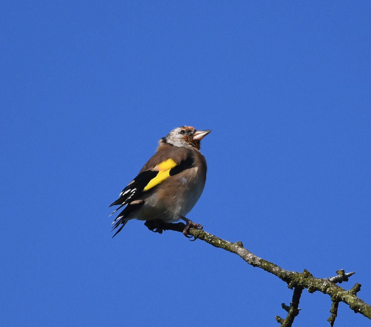 Бор бужирга - ML631571854