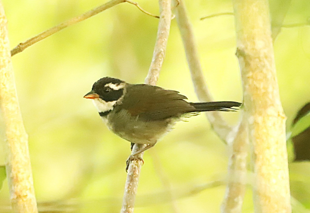 Saffron-billed Sparrow (Gray-backed) - ML631571855