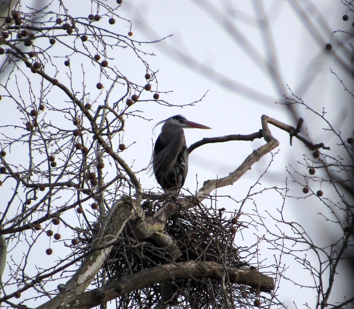 Great Blue Heron - ML631571856