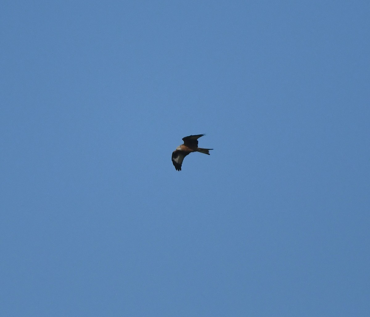 Red Kite (Red) - ML631571858