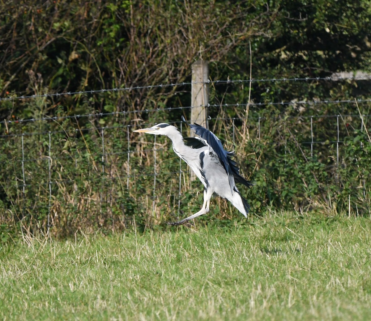 Gray Heron (Gray) - ML631571892