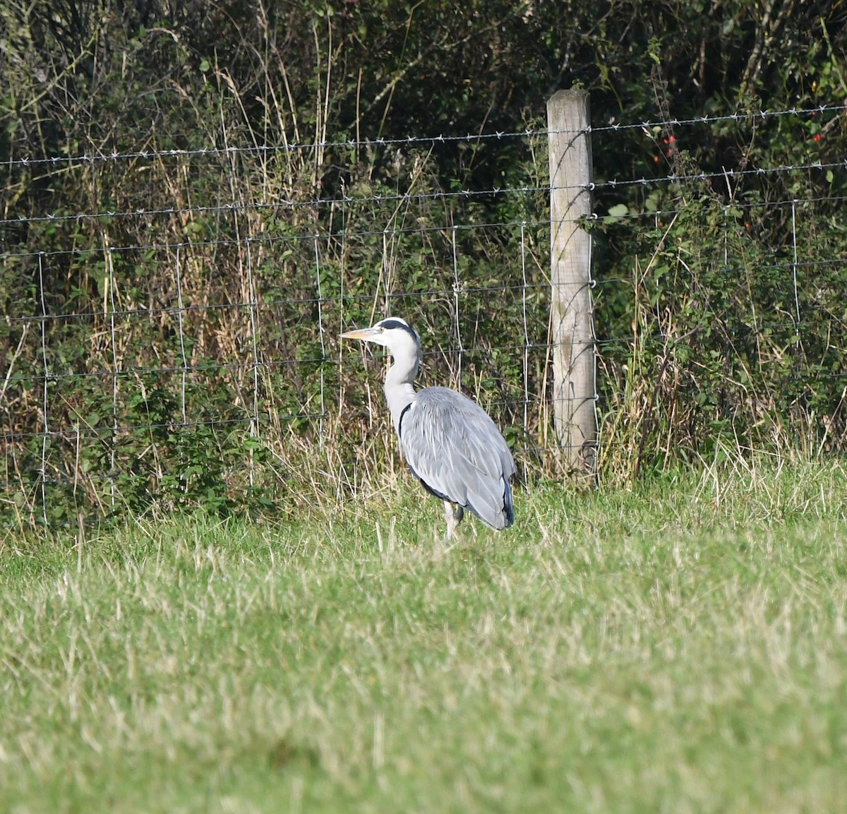 Gray Heron (Gray) - ML631571893