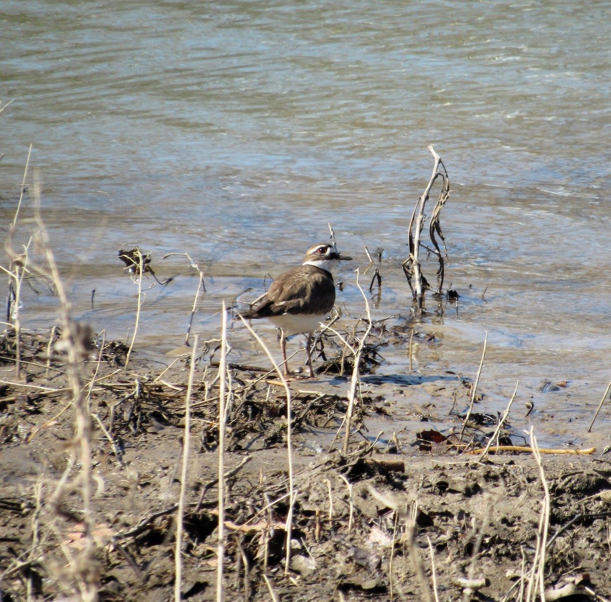 Killdeer - ML631571913