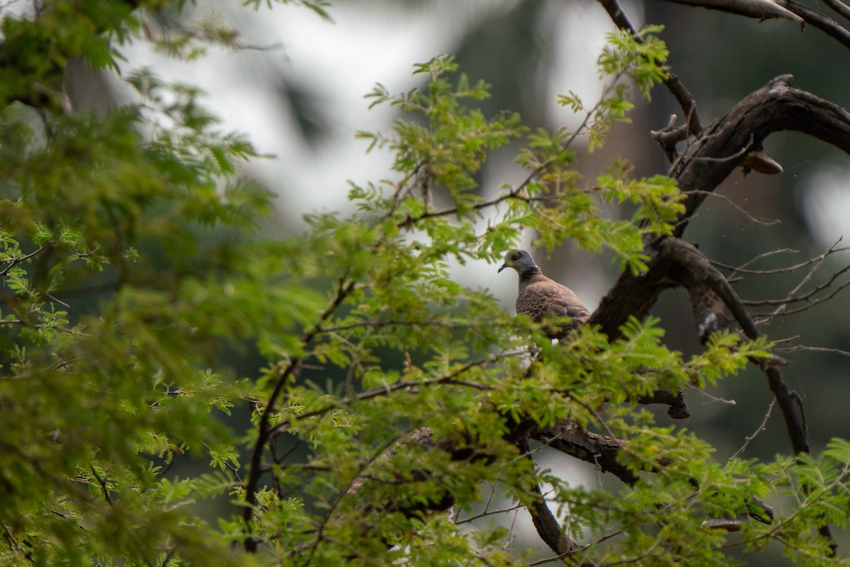 Adamawa Turtle-Dove - ML631571999
