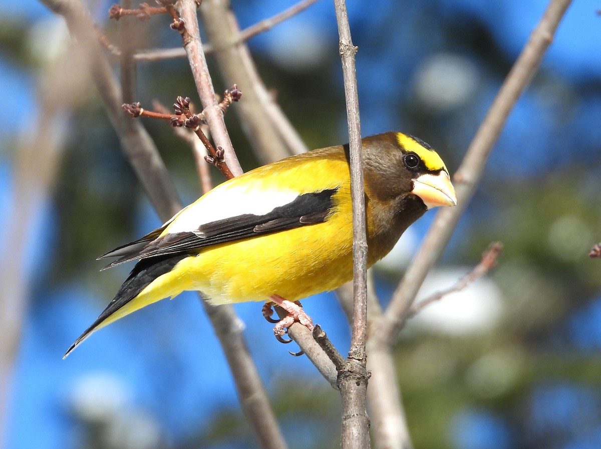 Evening Grosbeak - Stephen  Novosad