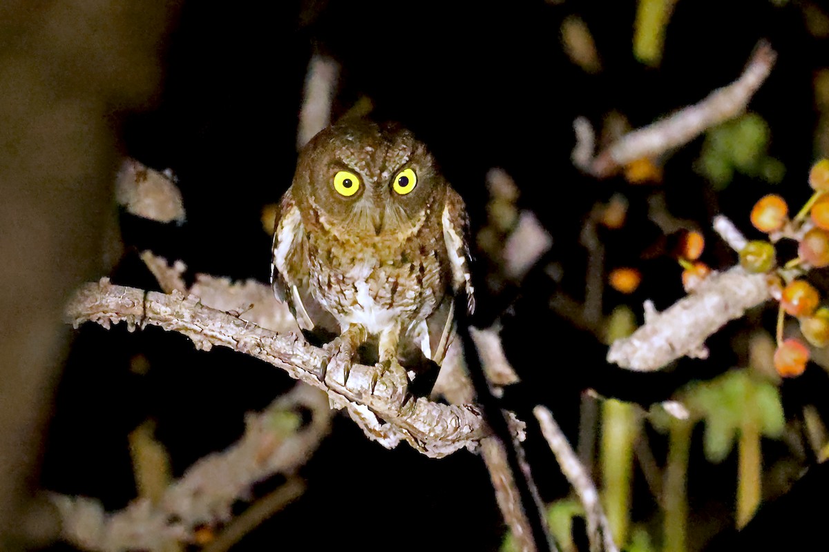 Autillo Moluqueño (tempestatis) - ML631572071