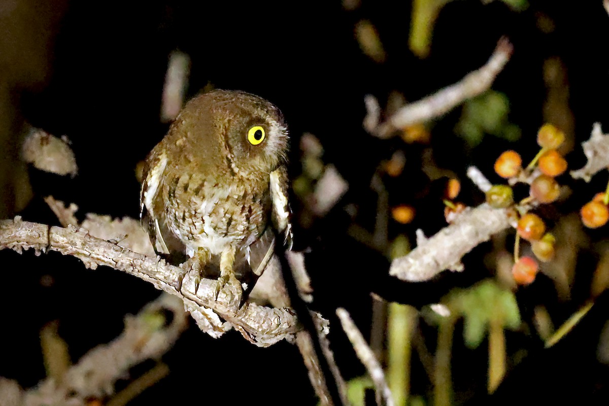 Autillo Moluqueño (tempestatis) - ML631572074