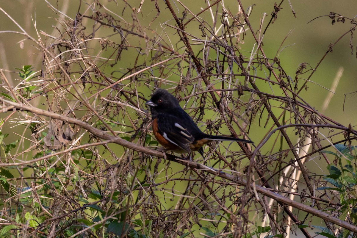 Eastern Towhee (Red-eyed) - ML631572246