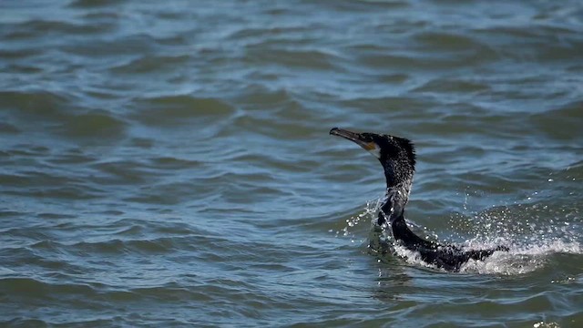 Great Cormorant (North Atlantic) - ML631572394