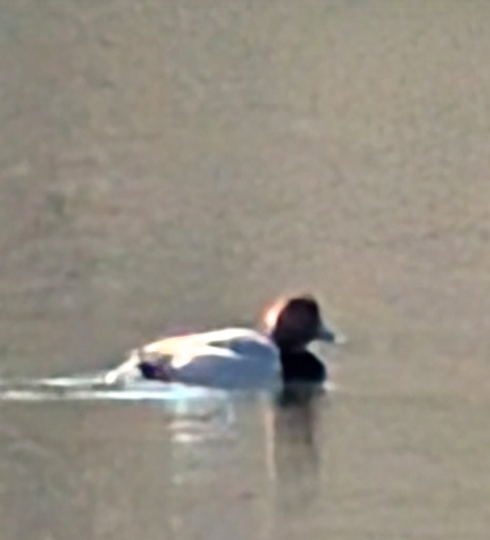 polák americký - ML631572404