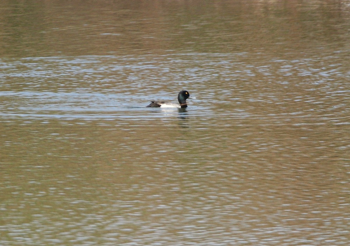 Greater Scaup - ML631572450