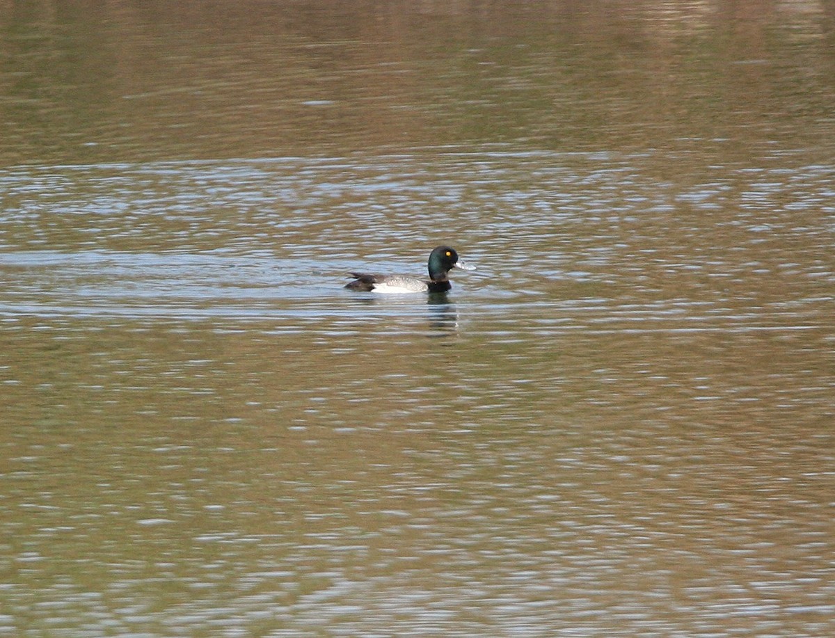 Greater Scaup - ML631572451