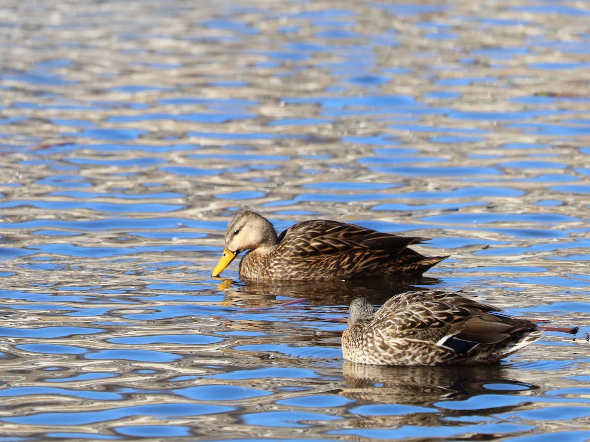 ML631572612 - Mottled Duck - Macaulay Library