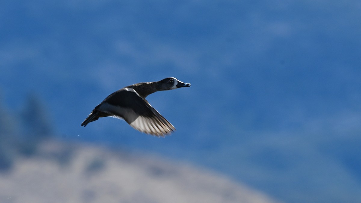 Ring-necked Duck - ML631572627