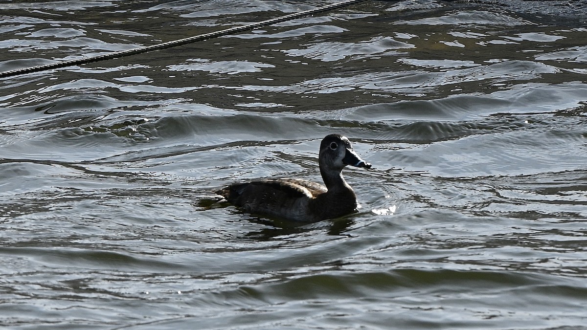 Ring-necked Duck - ML631572628