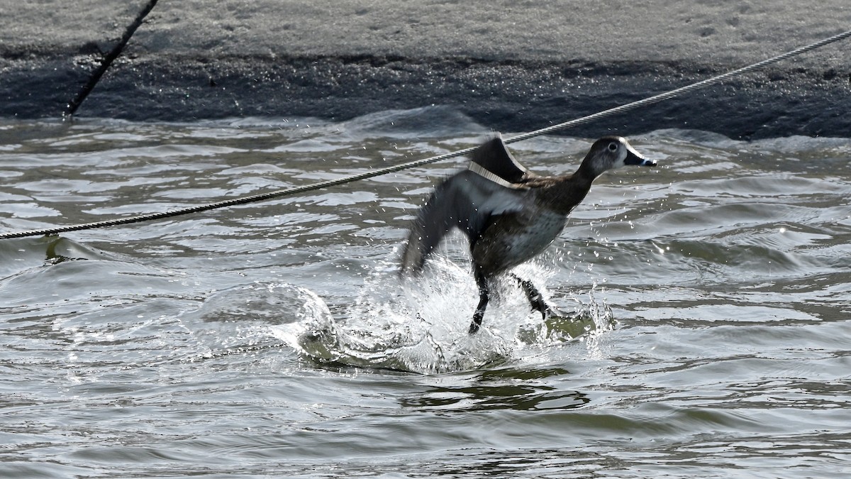 Ring-necked Duck - ML631572630