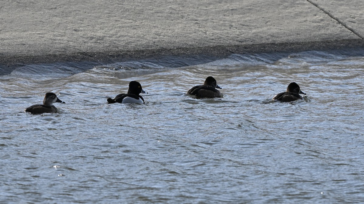 Ring-necked Duck - ML631572631