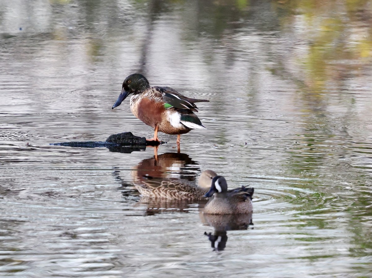 lžičák pestrý - ML631572641