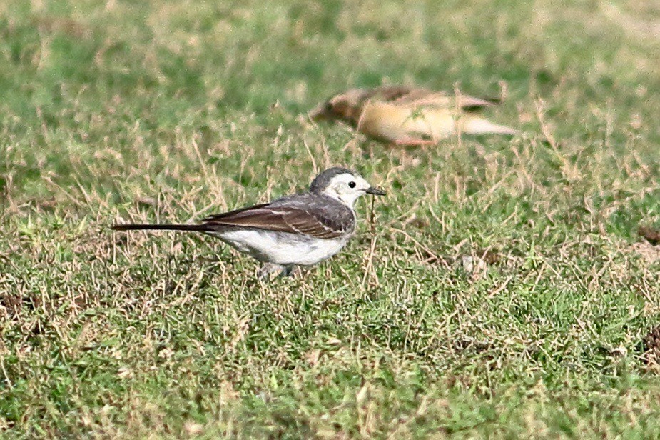 White Wagtail - ML631572906