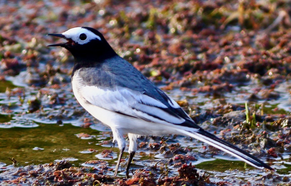 White Wagtail - ML631572907