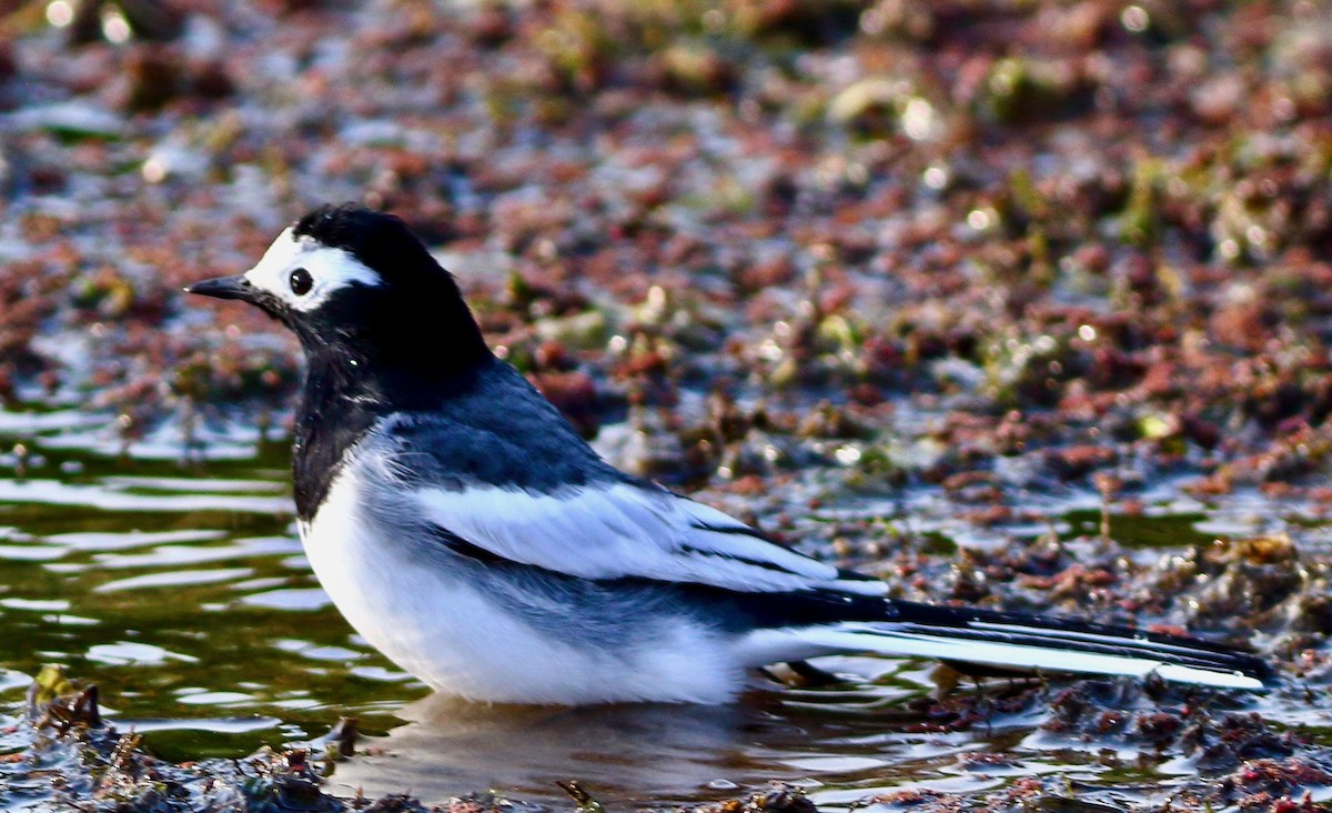 White Wagtail - ML631572908