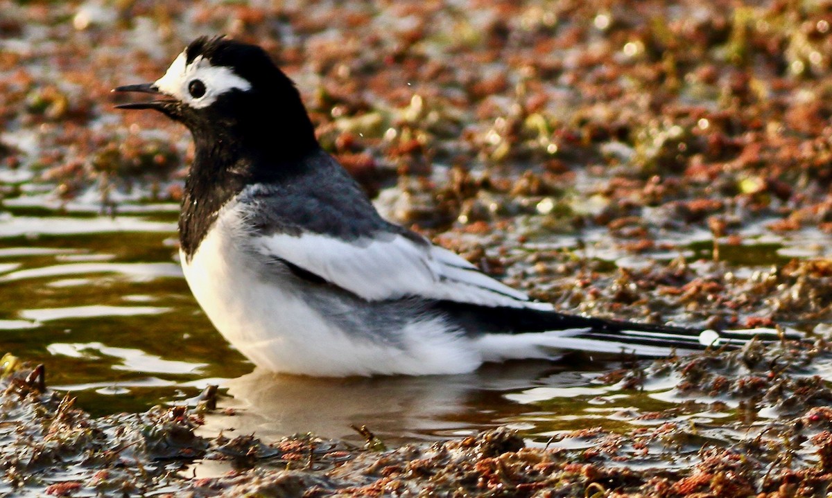 White Wagtail - ML631572909