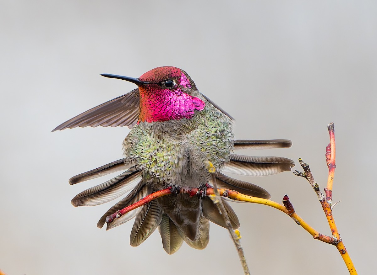 Colibrí de Anna - ML631572927