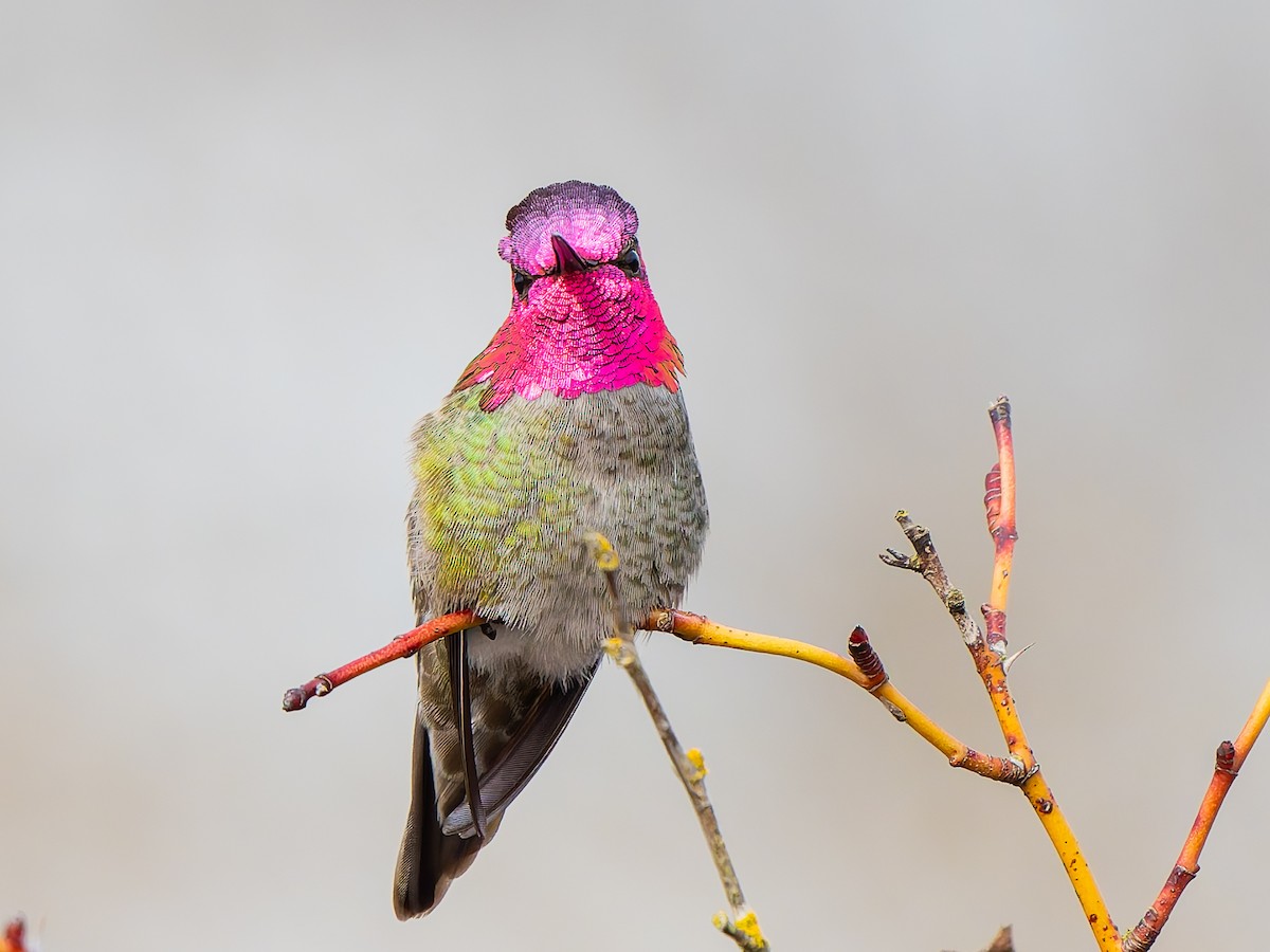 Anna's Hummingbird - ML631572928