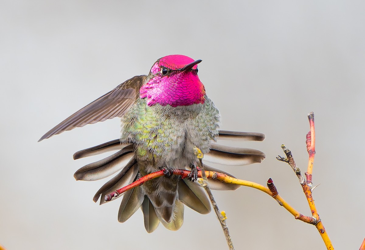 Anna's Hummingbird - ML631572929