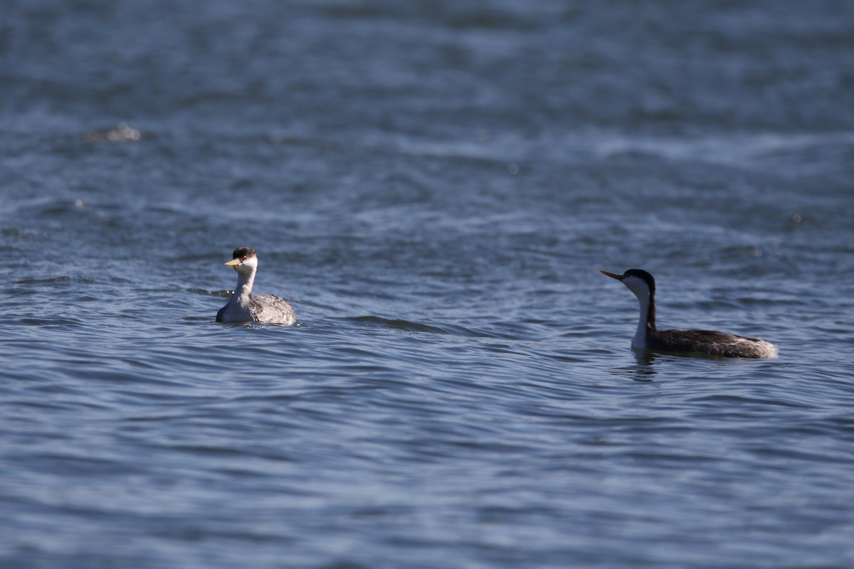 Western Grebe - ML631572973