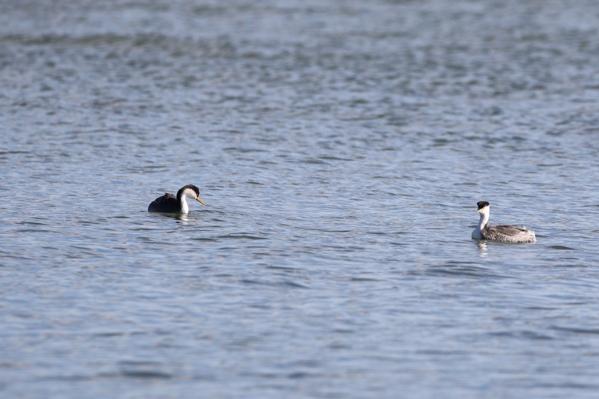 Western Grebe - ML631572978