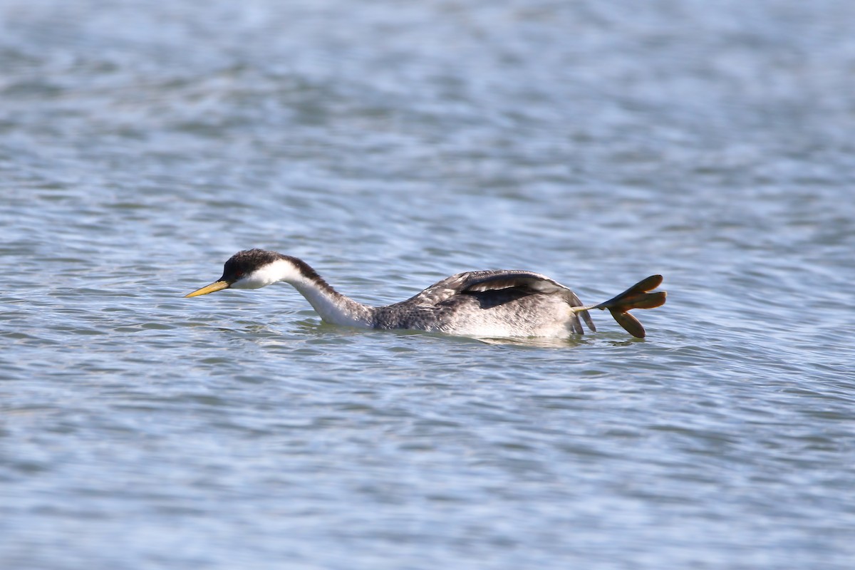 Western Grebe - ML631572981