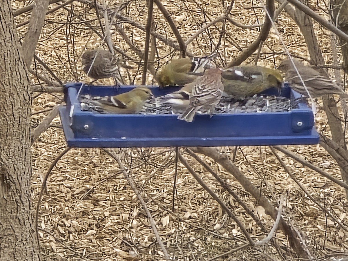 White-winged Crossbill - ML631573008