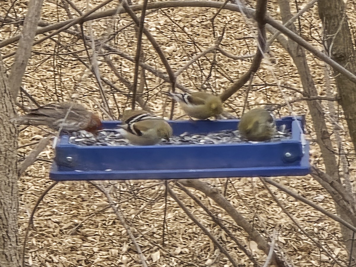 White-winged Crossbill - ML631573012