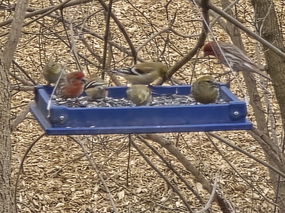 White-winged Crossbill - ML631573019