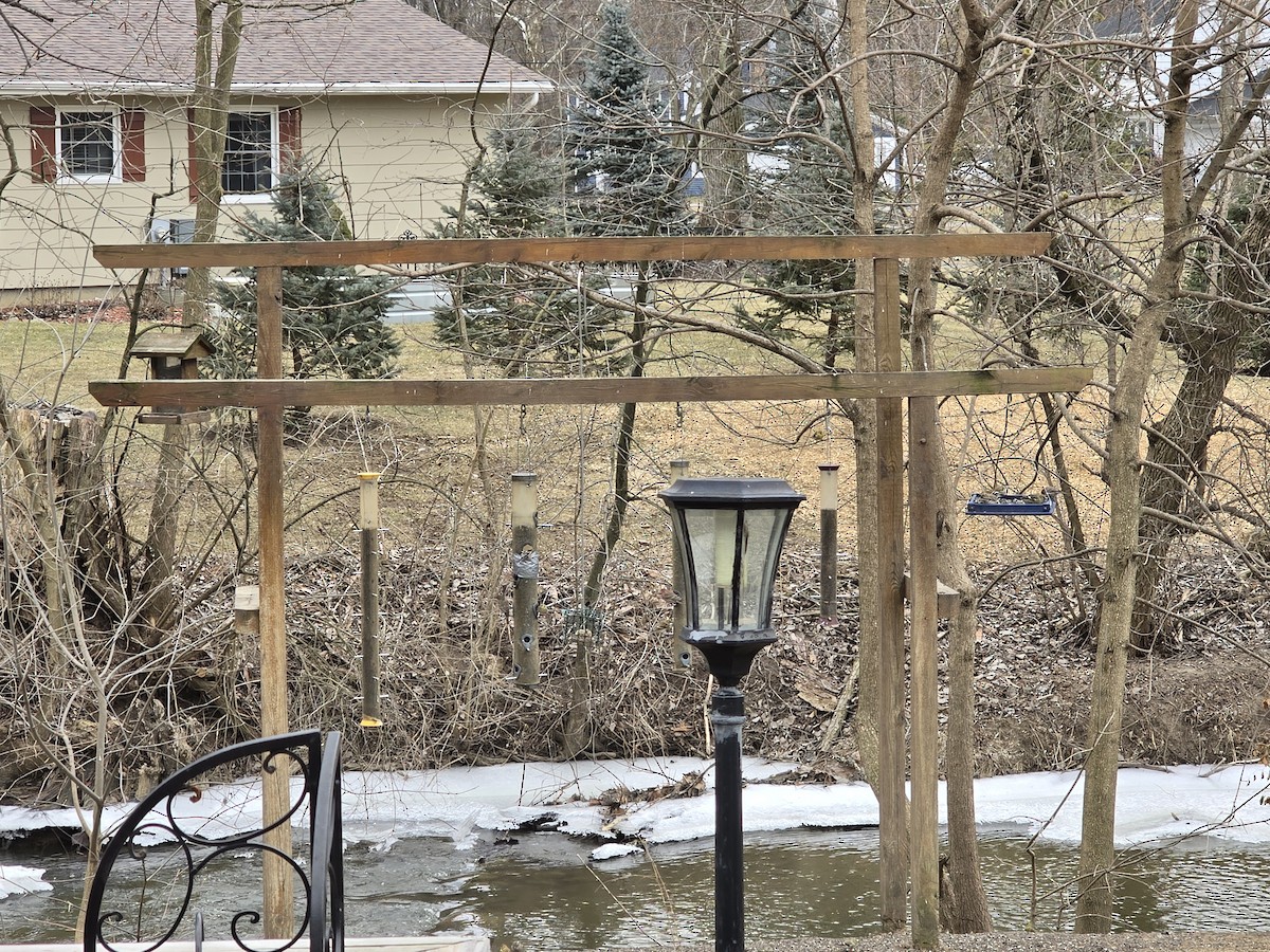 White-winged Crossbill - ML631573022