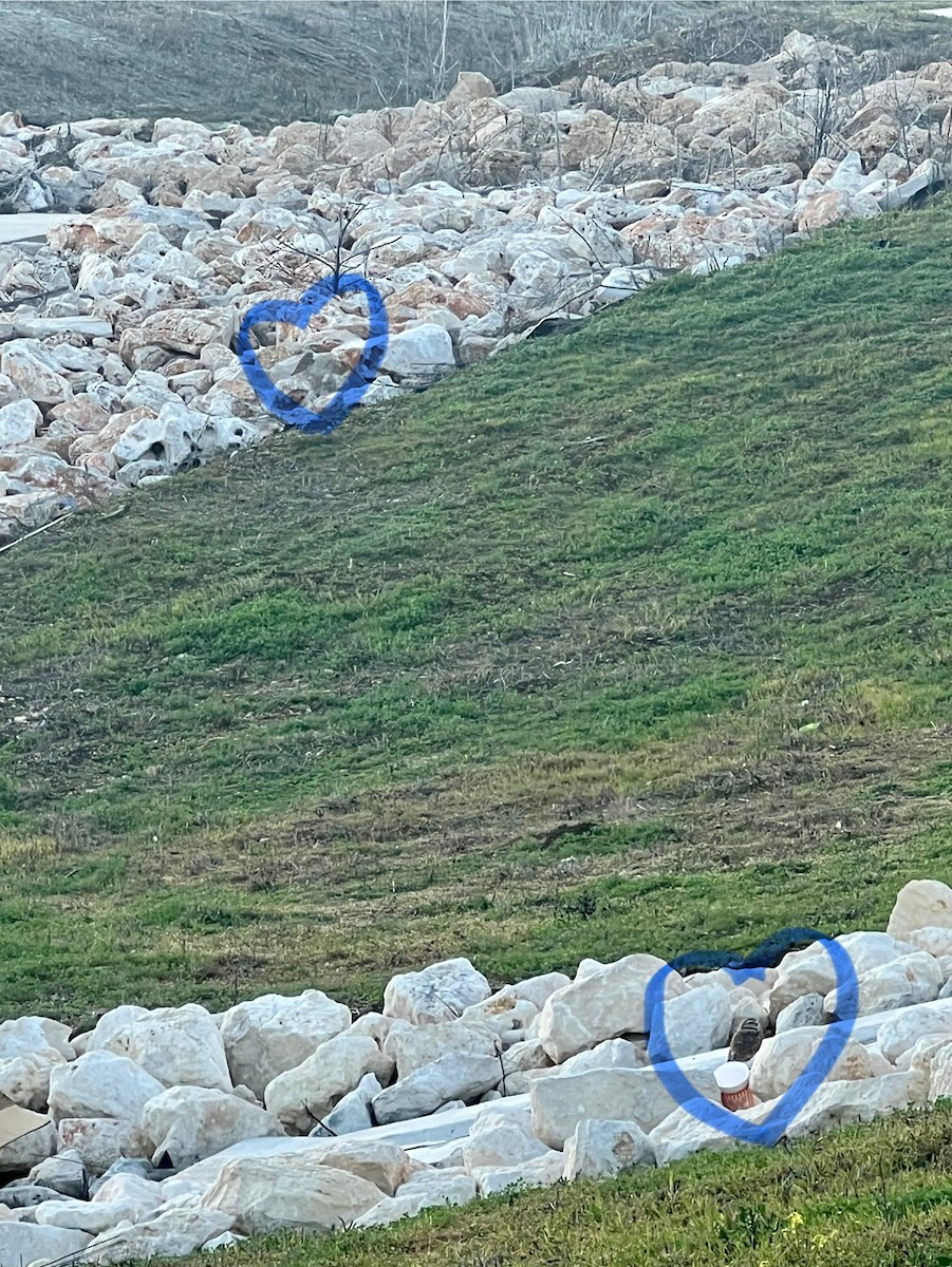 Burrowing Owl - ML631573029