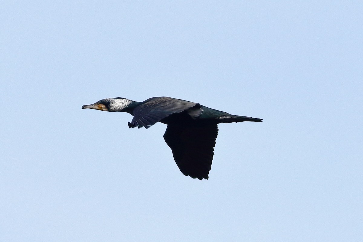 Great Cormorant - ML631573048