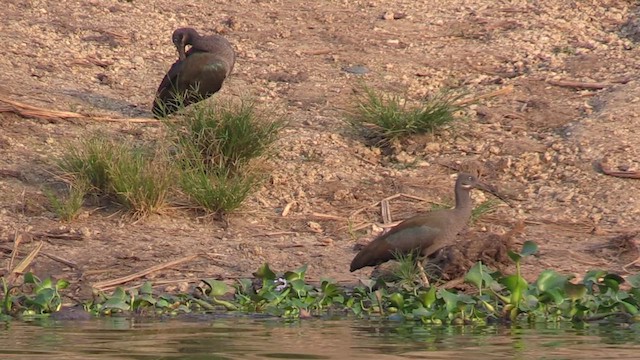 Hadada Ibis - ML631573088