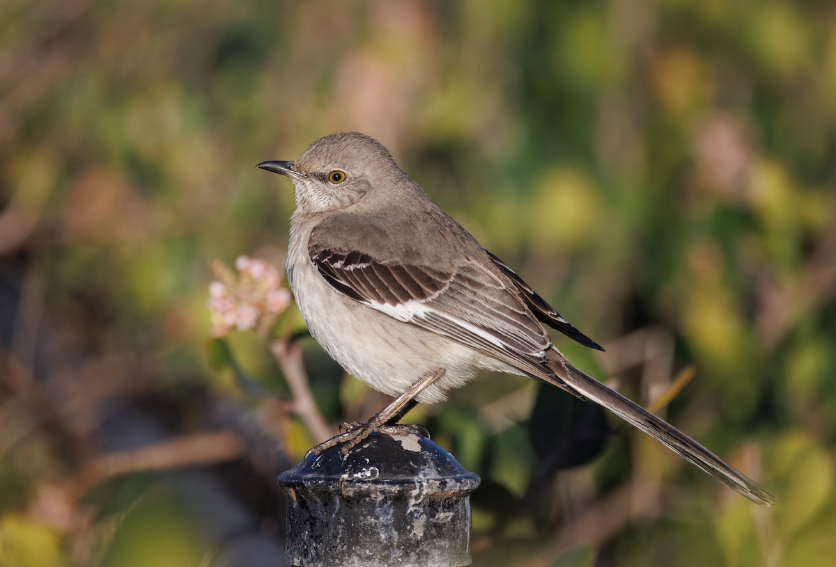 Northern Mockingbird - John Callender