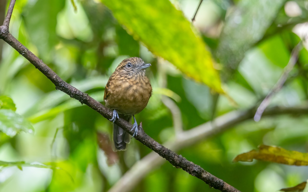 Spiny-faced Antshrike - ML631573220