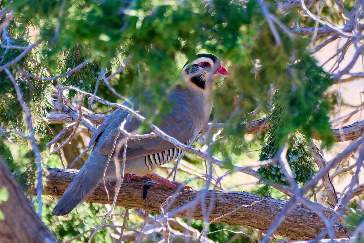 Arabian Partridge - ML631573222
