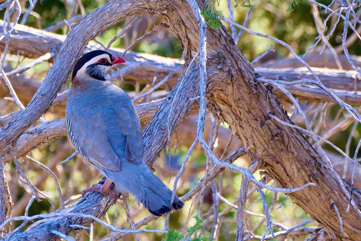 Arabian Partridge - ML631573223