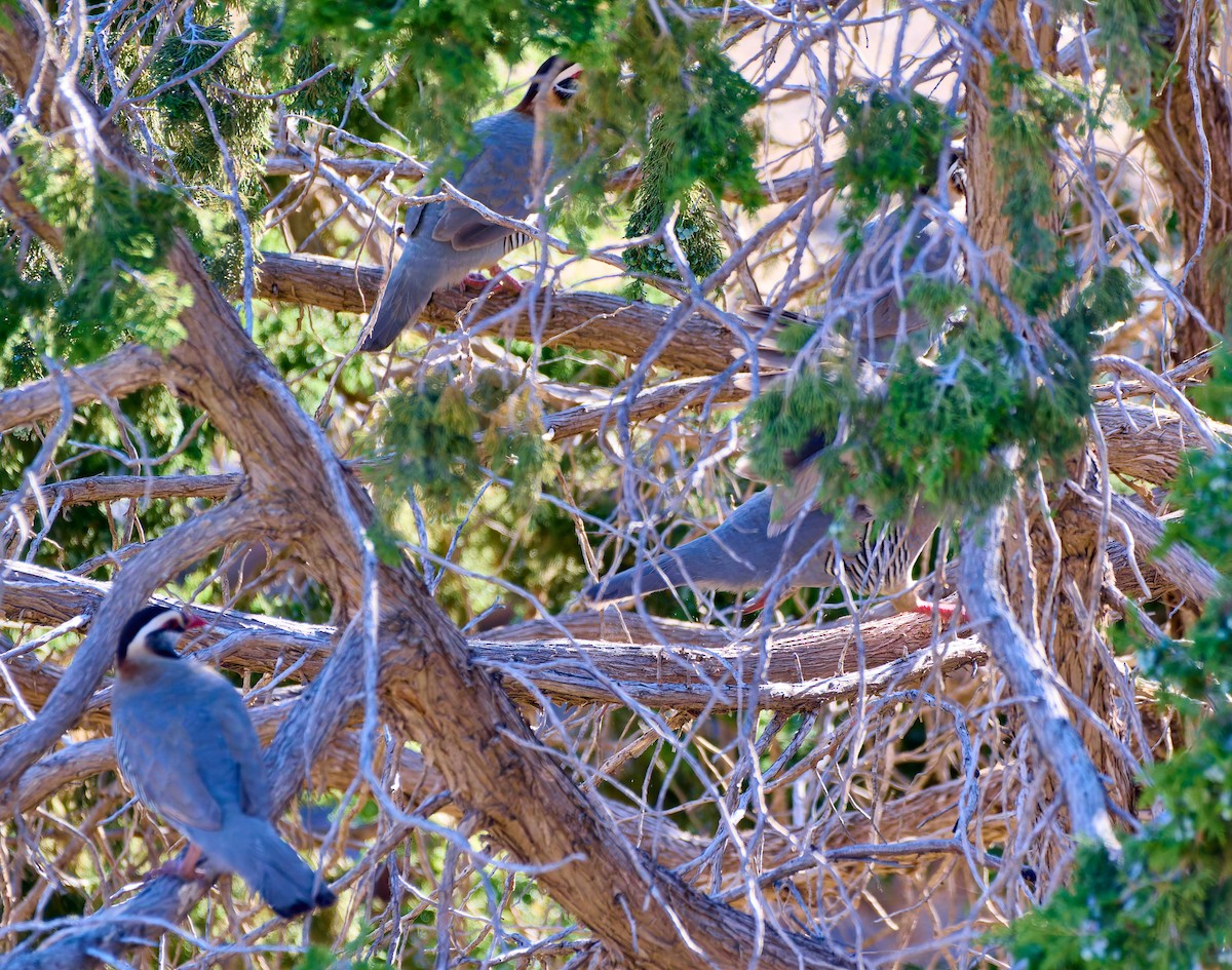 Arabian Partridge - ML631573224